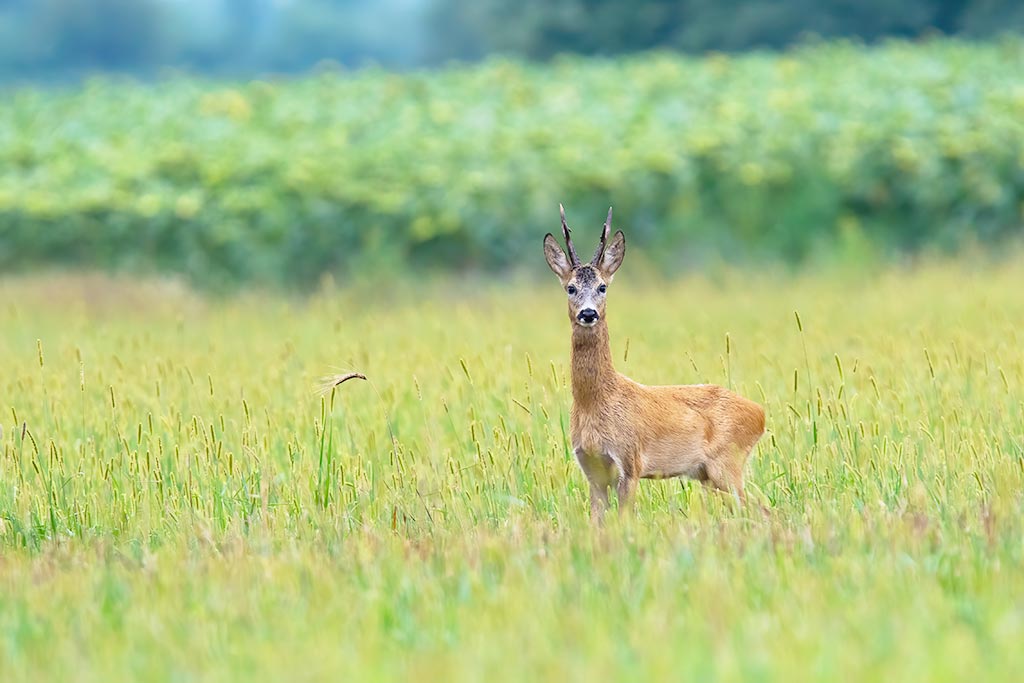 Do Deer Eat Sunflowers? Dellacooks
